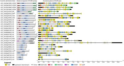 StAR-Related Lipid Transfer (START) Domains Across the Rice Pangenome Reveal How Ontogeny Recapitulated Selection Pressures During Rice Domestication